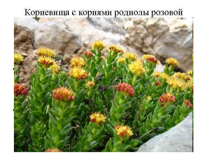 Корневища с корнями родиолы розовой (Rhizomata cum radicibus Rhodiolae roseae). Родиола розовая (Rhodiola rosea).