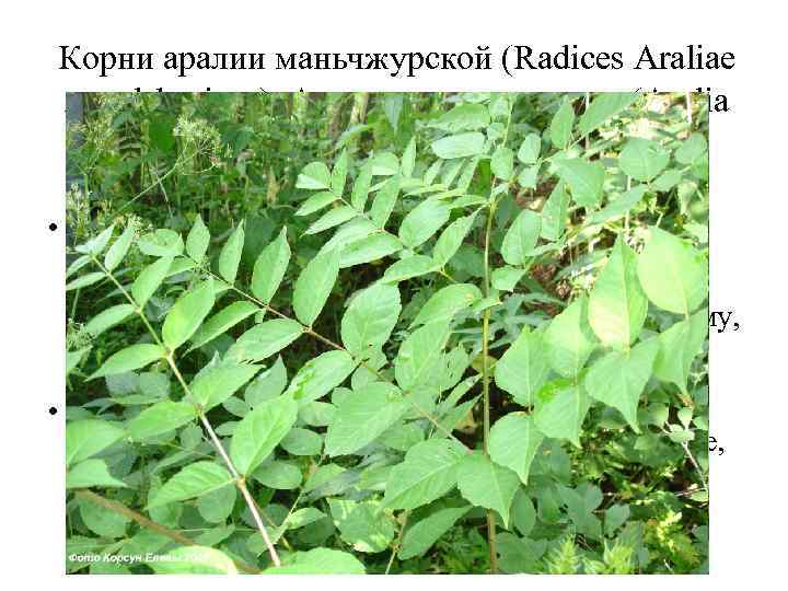 Корни аралии маньчжурской (Radices Araliae mandshuricae). Аралия маньчжурская (Aralia mandshurica). Аралиевые (Araliaceae). • Корни