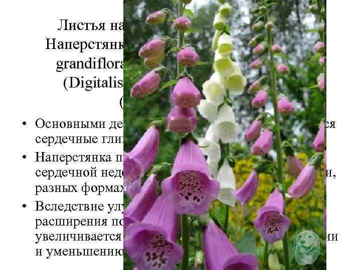 Листья наперстянки (Folia Digitalis). Наперстянка крупноцветковая (Digitalis grandiflora), наперстянка пурпуровая (Digitalis purpurea). Норичниковые (Scrophulariaceae).