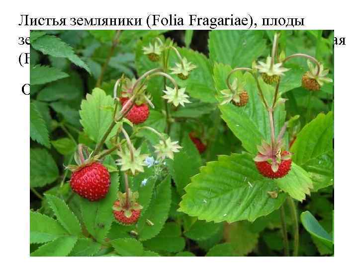 Листья земляники (Folia Fragariae), плоды земляники (Fructus Fragariae). Земляника лесная (Fragaria vesca). Розоцветные (Rosaceae).