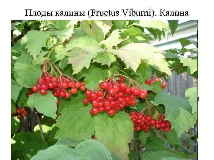 Плоды калины (Fructus Viburni). Калина обыкновенная (Viburnum opulus). Жимолостные (Caprifoliaceae). Плоды калины проявляют спазмолитическое
