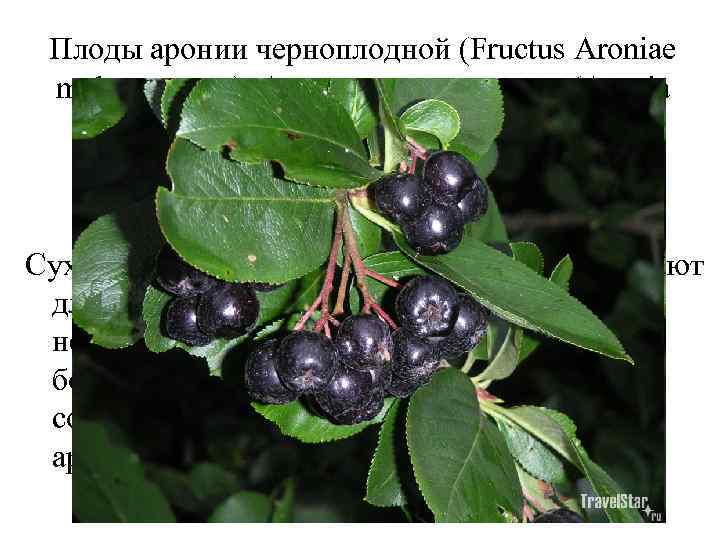 Плоды аронии черноплодной (Fructus Aroniae melanocarpae). Арония черноплодная (Aronia melanocarpa). Розоцветные (Rosaceae). Сухие или