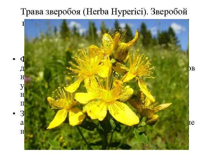 Трава зверобоя (Нerba Hyperici). Зверобой продырявленный (Hypericum perforatum). Зверобойные (Hypericaceae). • Флавоноиды оказывают спазмолитическое