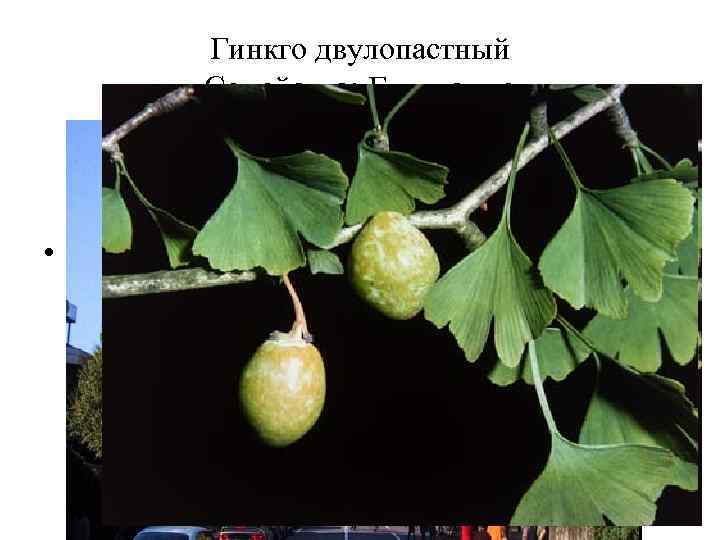 Гинкго двулопастный Семейство: Гинкговые • Препараты гинкго двулопастного применяют при нарушениях мозгового и периферического