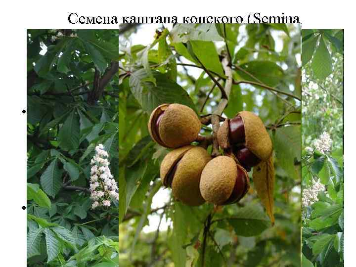 Семена каштана конского (Semina Hippocastani). Каштан конский (Aesculus hippocastanum). Конскокаштановые (Hippocastanaceae). • Терапевтический эффект