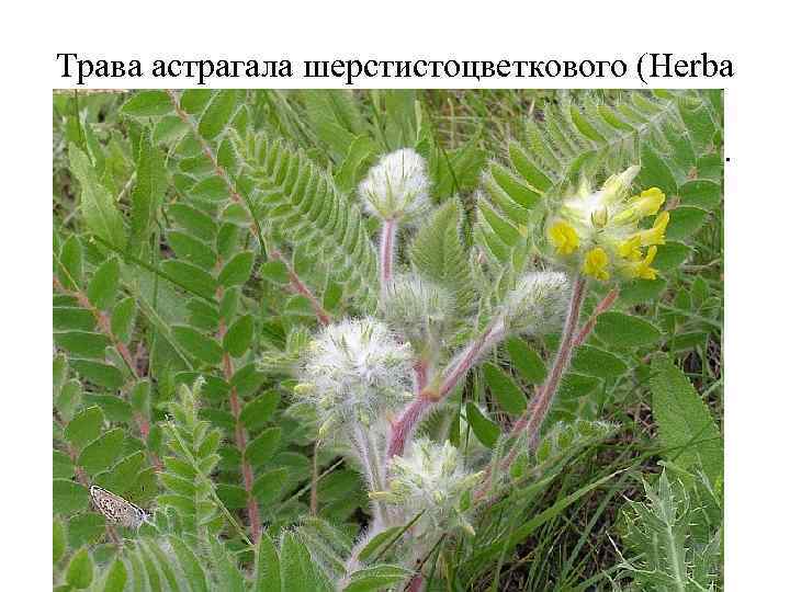 Трава астрагала шерстистоцветкового (Herba Astragali dasyanthi). Астрагал шерстистоцветковый (Astragalus dasyanthus). Бобовые (Fabaceae). Препараты астрагала