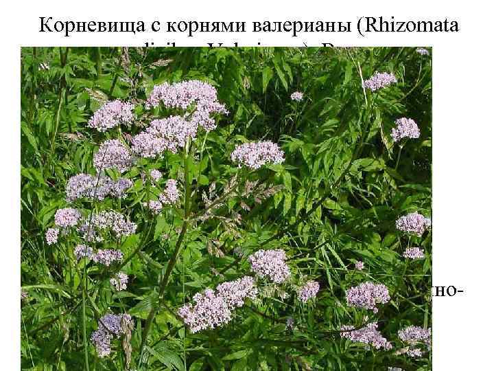 Корневища с корнями валерианы (Rhizomata cum radicibus Valerianae). Валериана лекарственная (Valeriana officinalis). Валериановые (Valerianaceae).