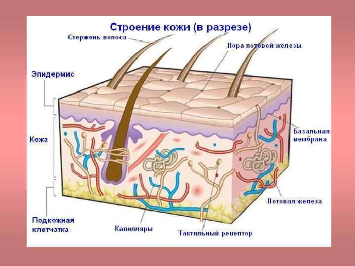 Skin been. Кожа в разрезе. Разреж кожи с волосами. Дермис и эпидермис. Разрез кожи анатомия человека.