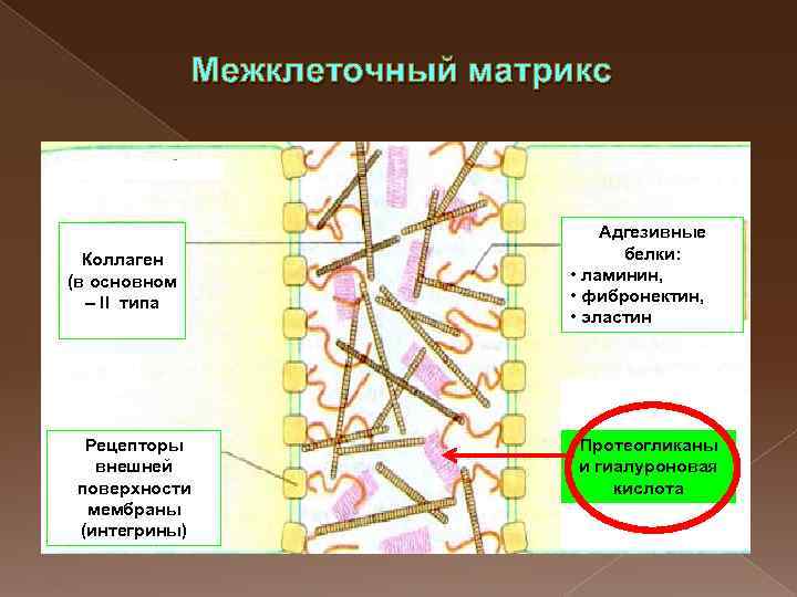 Межклеточная ткань. Биохимия межклеточного матрикса соединительной ткани белки. Основные компоненты межклеточного матрикса соединительной ткани. Безклеточный Матрикс соединительной ткани. Структурная организация и основные функции межклеточного матрикса.