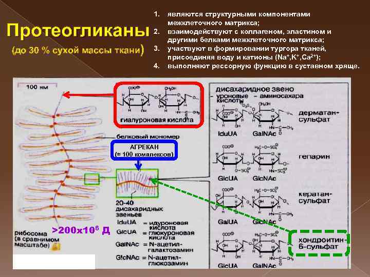 Схема синтеза протеогликанов