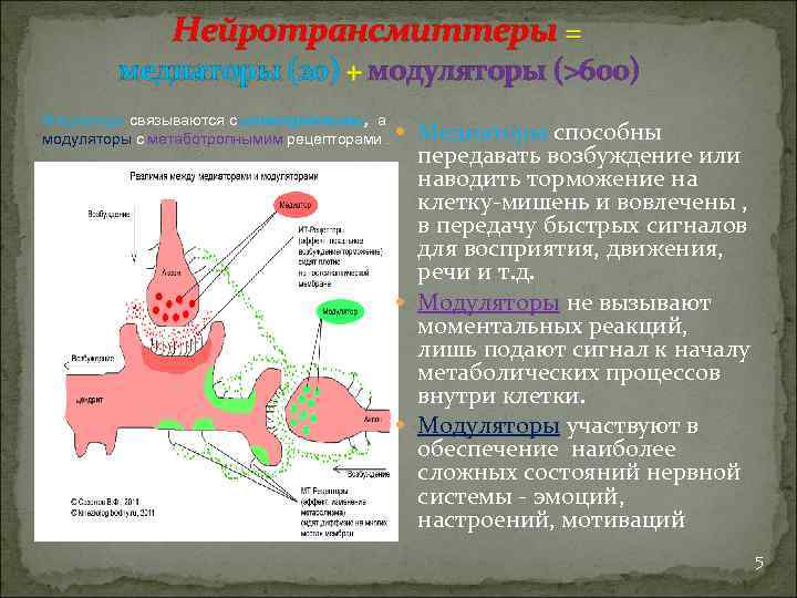 Нейротрансмиттеры = медиаторы (20) + модуляторы (>600) Медиаторы связываются с ионотропными, а модуляторы с