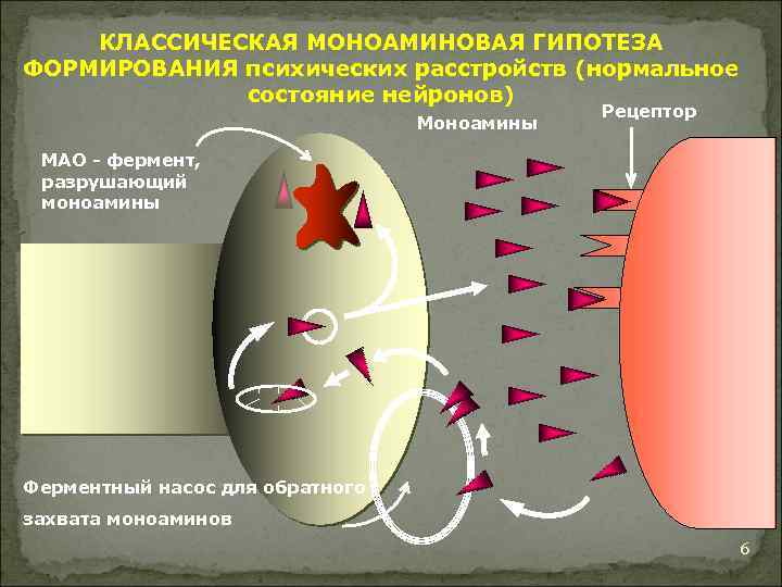 КЛАССИЧЕСКАЯ МОНОАМИНОВАЯ ГИПОТЕЗА ФОРМИРОВАНИЯ психических расстройств (нормальное состояние нейронов) Моноамины Рецептор МАО - фермент,