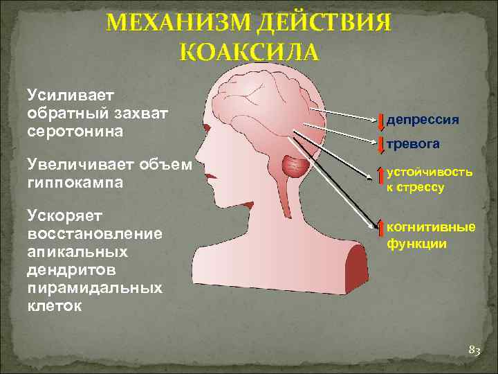МЕХАНИЗМ ДЕЙСТВИЯ КОАКСИЛА Усиливает обратный захват серотонина Увеличивает объем гиппокампа Ускоряет восстановление апикальных дендритов