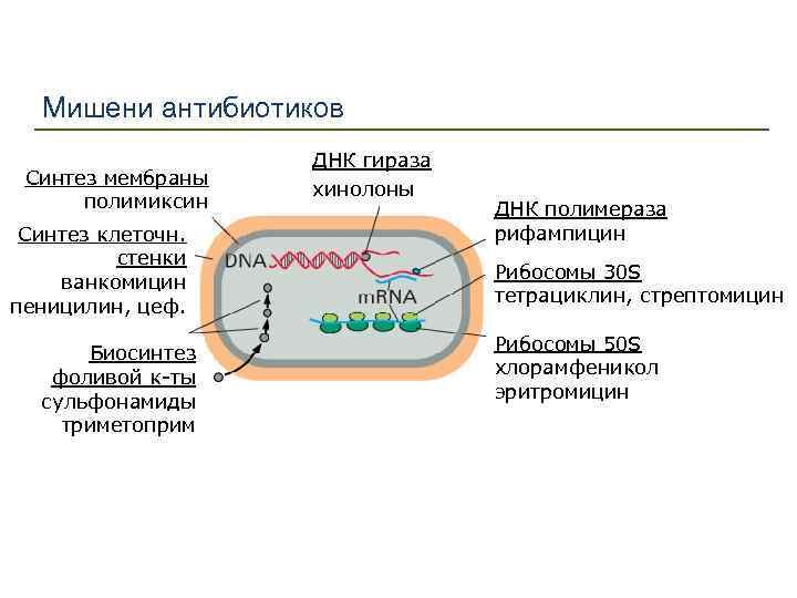 Мембрана синтез