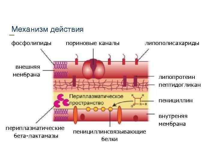 Мембрана синтез. Механизм действия бета лактамных антибиотиков. Механизм действия цефалоспориновых антибиотиков. Бета лактамазы механизм действия. Механизм цефалоспоринов.