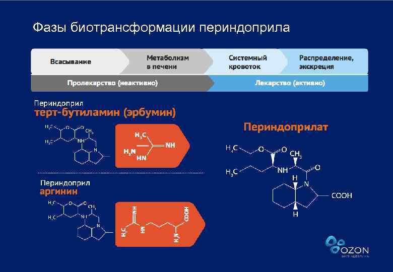 Фазы биотрансформации периндоприла 