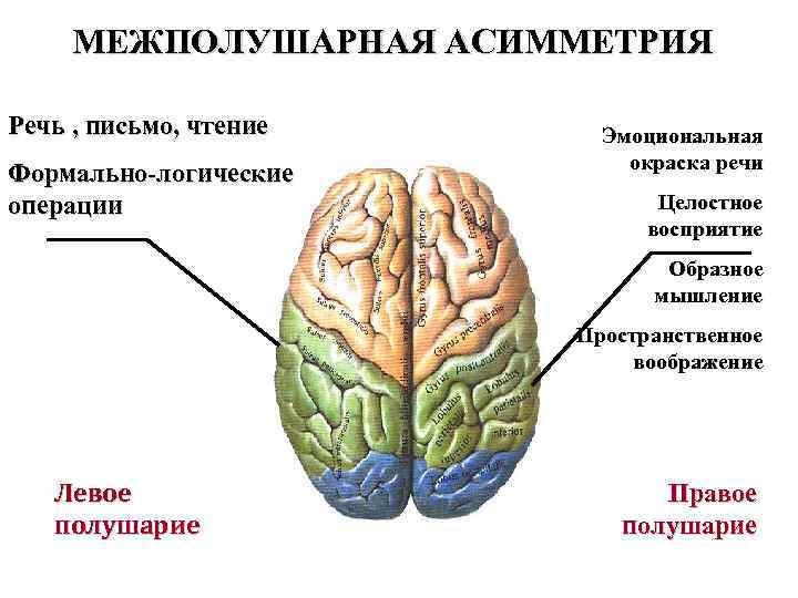 Межполушарная асимметрия