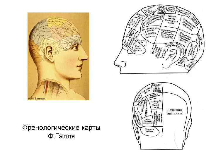 Френологическая карта галля