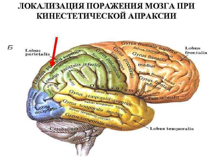 Локализация функций головного
