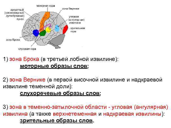 1) зона Брока (в третьей лобной извилине): моторные образы слов; 2) зона Вернике (в