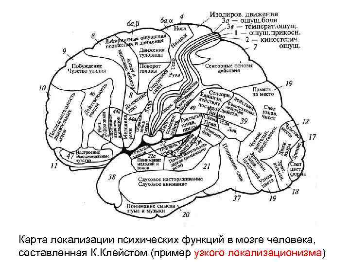Карта локализации психических функций в мозге человека, составленная К. Клейстом (пример узкого локализационизма) 