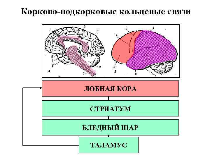 Корково-подкорковые кольцевые связи ЛОБНАЯ КОРА СТРИАТУМ БЛЕДНЫЙ ШАР ТАЛАМУС 