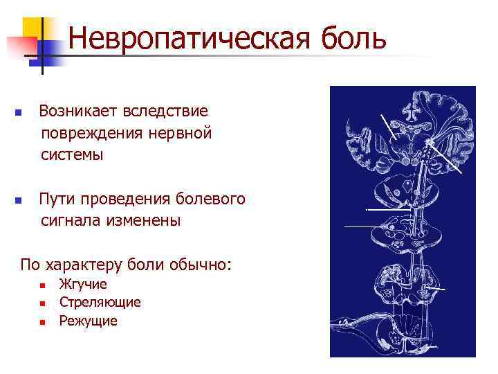 Невропатическая боль n n Возникает вследствие повреждения нервной системы Пути проведения болевого сигнала изменены