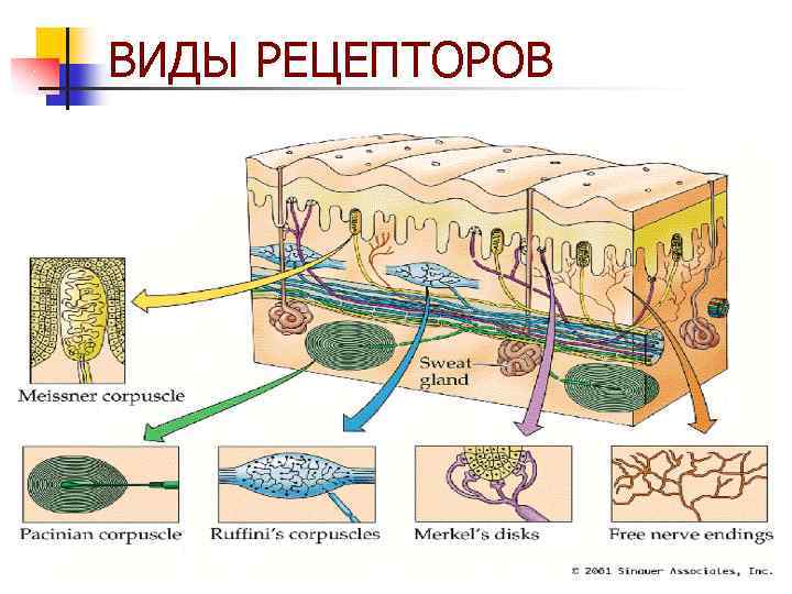 ВИДЫ РЕЦЕПТОРОВ 