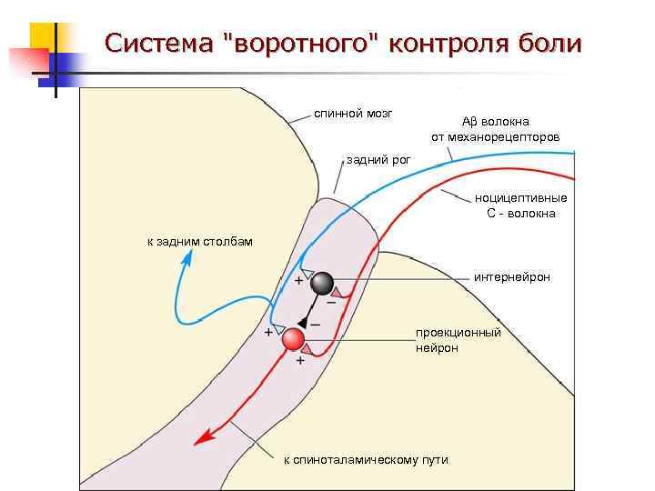 Система "воротного" контроля боли спинной мозг A волокна от механорецепторов задний рог ноцицептивные С