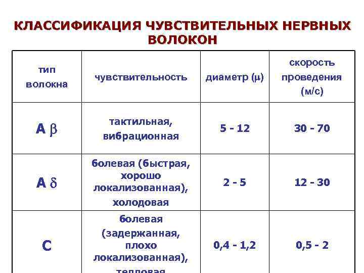 КЛАССИФИКАЦИЯ ЧУВСТВИТЕЛЬНЫХ НЕРВНЫХ ВОЛОКОН тип волокна чувствительность диаметр ( ) скорость проведения (м/с) А