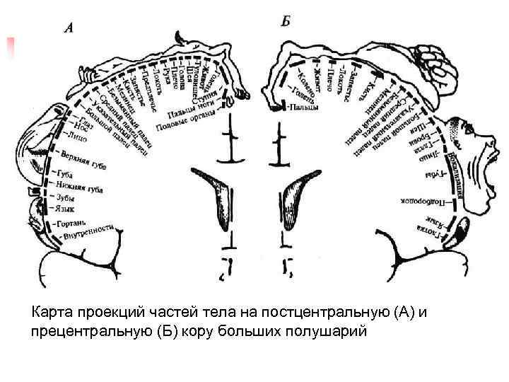 Карта проекций частей тела на постцентральную (А) и прецентральную (Б) кору больших полушарий 