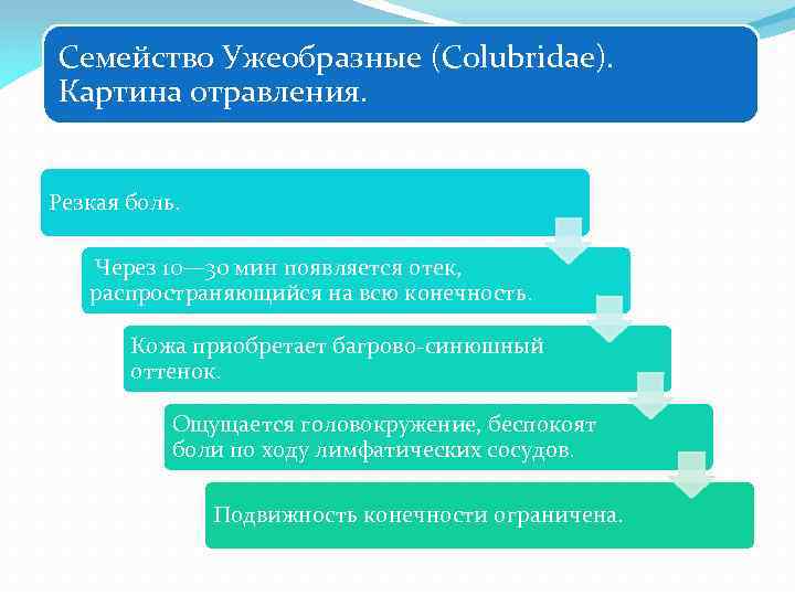 Семейство Ужеобразные (Colubridae). Картина отравления. Резкая боль. Через 10— 30 мин появляется отек, распространяющийся
