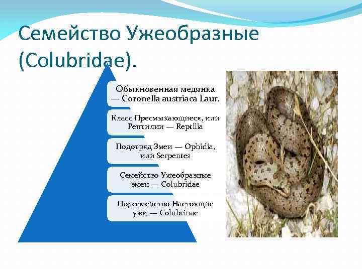 Семейство Ужеобразные (Colubridae). Обыкновенная медянка — Coronella austriaca Laur. Класс Пресмыкающиеся, или Рептилии —