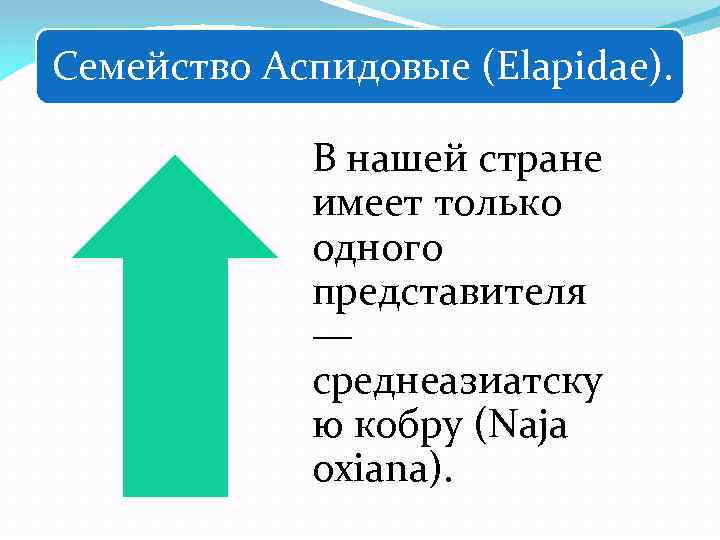 Семейство Аспидовые (Elapidae). В нашей стране имеет только одного представителя — среднеазиатску ю кобру