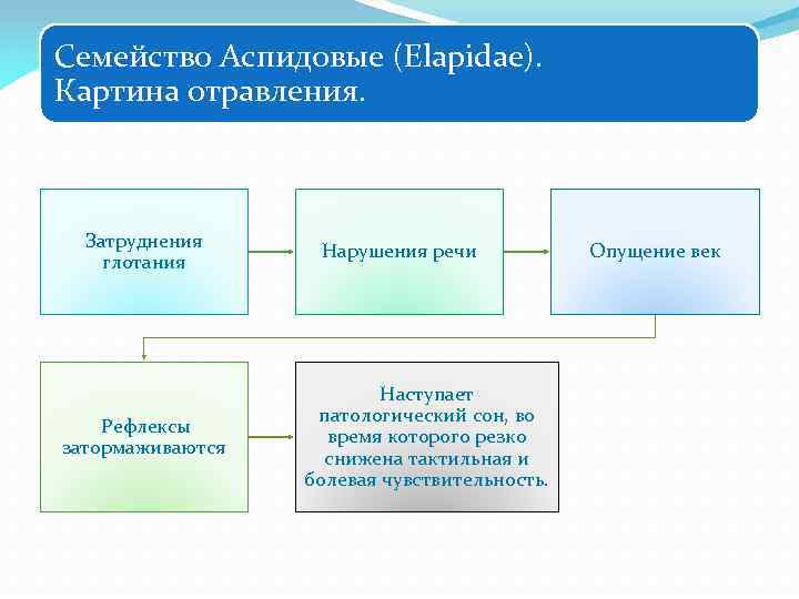 Семейство Аспидовые (Elapidae). Картина отравления. Затруднения глотания Рефлексы затормаживаются Нарушения речи Наступает патологический сон,