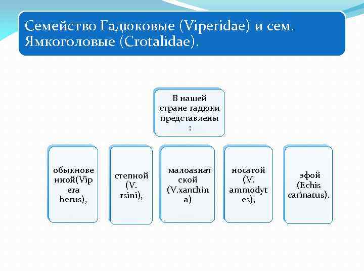 Семейство Гадюковые (Viperidae) и сем. Ямкоголовые (Crotalidae). В нашей стране гадюки представлены : обыкнове