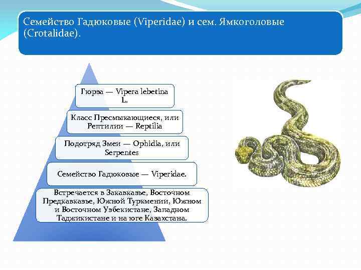 Относится к подотряду змеи. Семейство Гадюковые. Семья змеи. Гюрза Vipera lebetina. Семейство Гадюковые систематика.