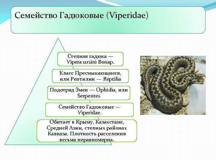 Семейство Гадюковые (Viperidae) Степная гадюка — Vipera ursini Bonap. Класс Пресмыкающиеся, или Рептилии —