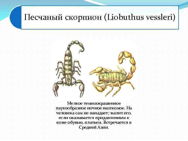 Песчаный скорпион (Liobuthus vessleri) Мелкое темноокрашенное паукообразное ночное насекомое. На человека сам не нападает;