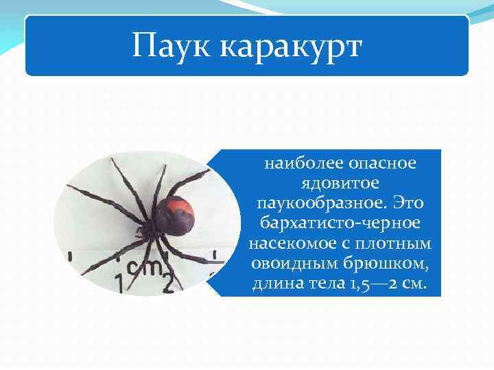 Паук каракурт наиболее опасное ядовитое паукообразное. Это бархатисто-черное насекомое с плотным овоидным брюшком, длина