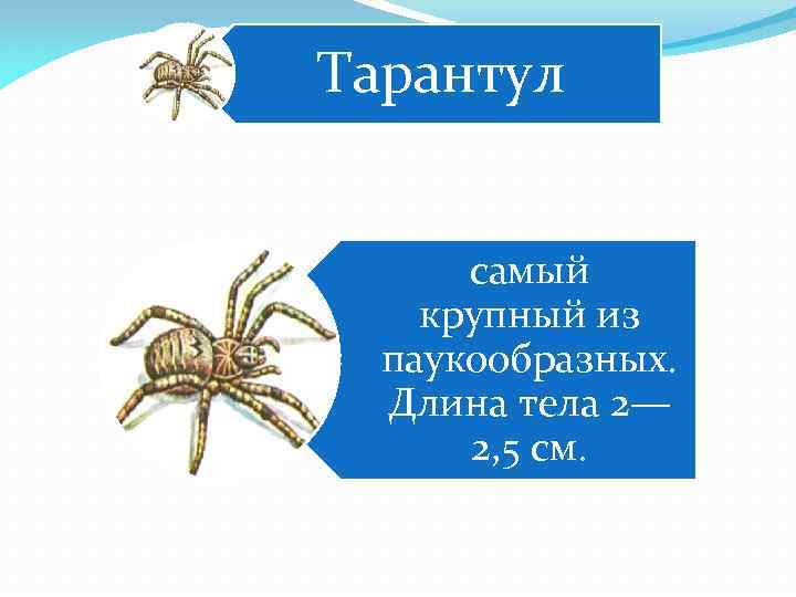 Тарантул самый крупный из паукообразных. Длина тела 2— 2, 5 см. 