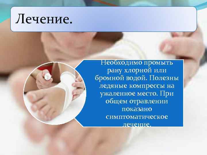 Лечение. Необходимо промыть рану хлорной или бромной водой. Полезны ледяные компрессы на ужаленное место.