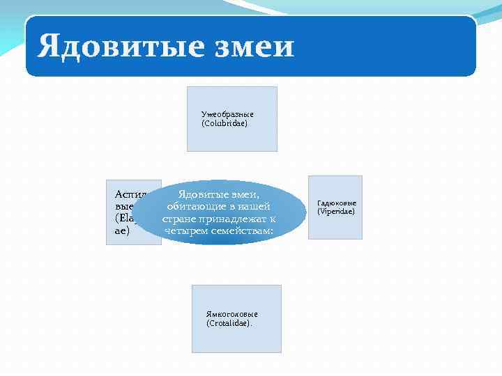 Ядовитые змеи Ужеобразные (Colubridae) Аспидо Ядовитые змеи, вые обитающие в нашей (Elapid стране принадлежат