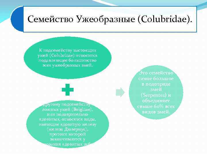 Семейство Ужеобразные (Colubridae). К подсемейству настоящих ужей (Colubrinae) относится подавляющее большинство всех ужеобразных змей.