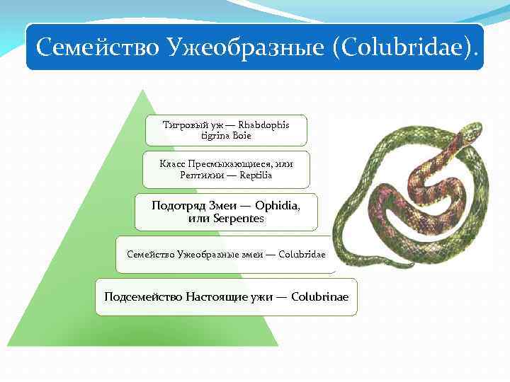 Семейство Ужеобразные (Colubridae). Тигровый уж — Rhabdophis tigrina Boie Класс Пресмыкающиеся, или Рептилии —