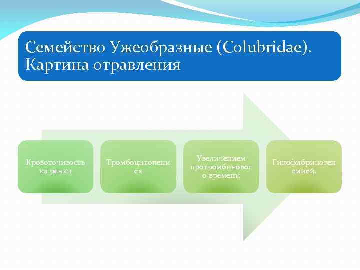 Семейство Ужеобразные (Colubridae). Картина отравления Кровоточивость из ранки Тромбоцитопени ея Увеличением протромбиновог о времени