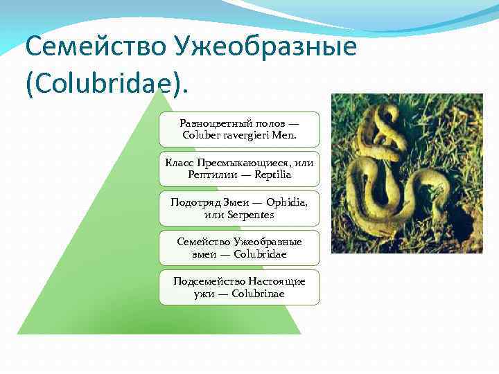 Семейство Ужеобразные (Colubridae). Разноцветный полоз — Coluber ravergieri Men. Класс Пресмыкающиеся, или Рептилии —