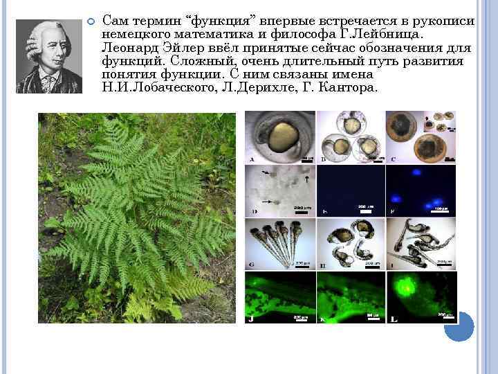  Сам термин “функция” впервые встречается в рукописи немецкого математика и философа Г. Лейбница.