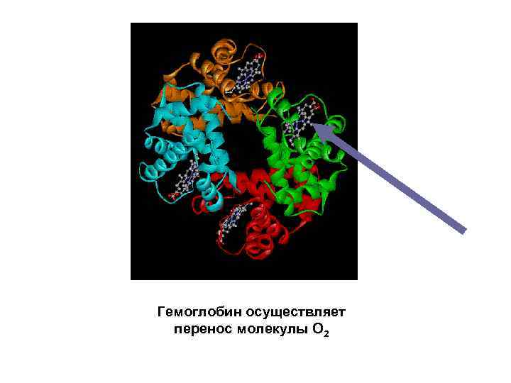 Гемоглобин осуществляет перенос молекулы О 2 