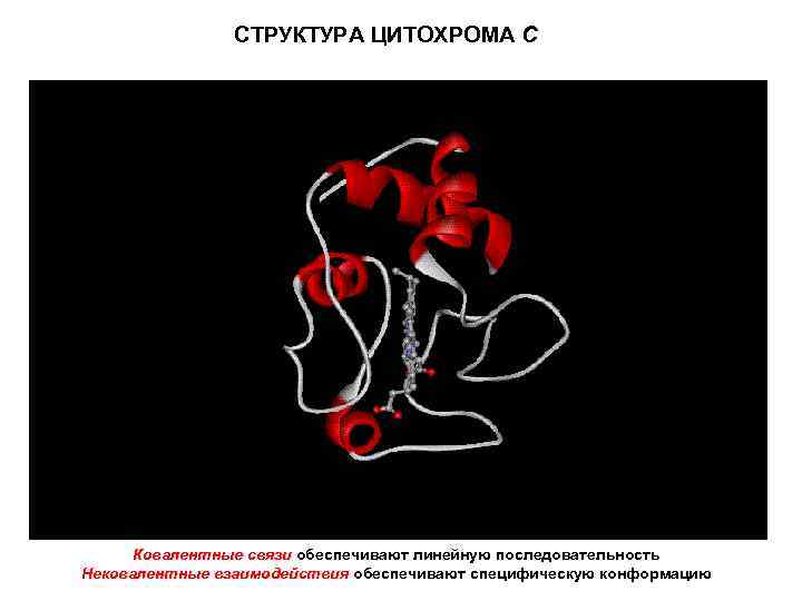СТРУКТУРА ЦИТОХРОМА С Ковалентные связи обеспечивают линейную последовательность Нековалентные взаимодействия обеспечивают специфическую конформацию 